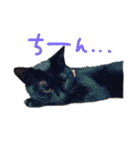 我が家のにゃんこズmycats②（個別スタンプ：26）