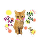 我が家のにゃんこズmycats②（個別スタンプ：28）