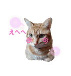我が家のにゃんこズmycats②（個別スタンプ：30）