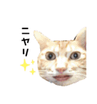 我が家のにゃんこズmycats②（個別スタンプ：31）