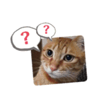 我が家のにゃんこズmycats②（個別スタンプ：32）