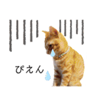 我が家のにゃんこズmycats②（個別スタンプ：34）