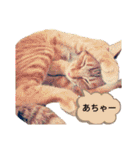 我が家のにゃんこズmycats②（個別スタンプ：36）