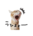 我が家のにゃんこズmycats②（個別スタンプ：37）