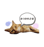 我が家のにゃんこズmycats②（個別スタンプ：38）