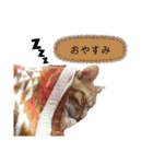 我が家のにゃんこズmycats②（個別スタンプ：39）