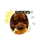 キャバリアルビーのココちゃん  2（個別スタンプ：1）