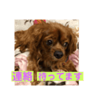 キャバリアルビーのココちゃん  2（個別スタンプ：2）