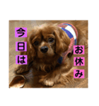 キャバリアルビーのココちゃん  2（個別スタンプ：3）