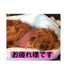 キャバリアルビーのココちゃん  2（個別スタンプ：4）