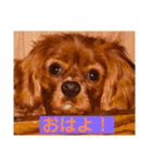 キャバリアルビーのココちゃん  2（個別スタンプ：7）