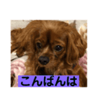 キャバリアルビーのココちゃん  2（個別スタンプ：8）