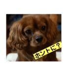 キャバリアルビーのココちゃん  2（個別スタンプ：10）