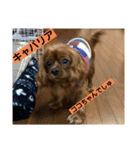 キャバリアルビーのココちゃん  2（個別スタンプ：14）