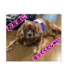 キャバリアルビーのココちゃん  2（個別スタンプ：16）