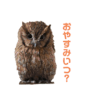 ふくろう アカラさんの日常2（個別スタンプ：5）