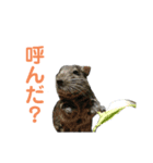 とらたと仲間たちのスタンプ1（個別スタンプ：8）