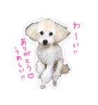 トイプードル ちょこの一言（個別スタンプ：3）