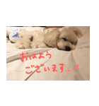 トイプードル ちょこの一言（個別スタンプ：11）