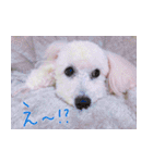 トイプードル ちょこの一言（個別スタンプ：13）