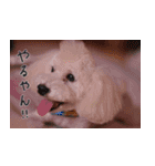 トイプードル ちょこの一言（個別スタンプ：14）