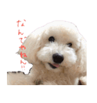 トイプードル ちょこの一言（個別スタンプ：19）