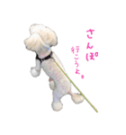 トイプードル ちょこの一言（個別スタンプ：21）