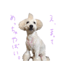 トイプードル ちょこの一言（個別スタンプ：23）