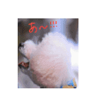 トイプードル ちょこの一言（個別スタンプ：24）