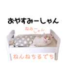 楽しく使えるネコ(リアル)のスタンプ（個別スタンプ：5）