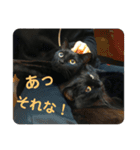 かわよいねこちゃん（個別スタンプ：5）