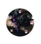 かわよいねこちゃん（個別スタンプ：7）