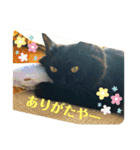 かわよいねこちゃん（個別スタンプ：12）