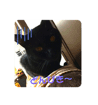 かわよいねこちゃん（個別スタンプ：13）