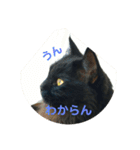 かわよいねこちゃん（個別スタンプ：14）