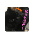 かわよいねこちゃん（個別スタンプ：15）