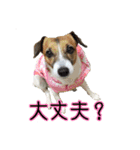 はなちゃん＆rose（個別スタンプ：13）