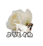 はなちゃん＆rose（個別スタンプ：16）