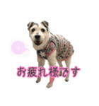 さくらといつも一緒（個別スタンプ：3）
