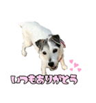 さくらといつも一緒（個別スタンプ：5）