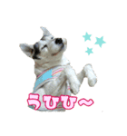 さくらといつも一緒（個別スタンプ：13）