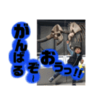 日常スタンプ 40個入り！（個別スタンプ：16）