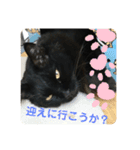 連絡ねこちゃん（個別スタンプ：3）