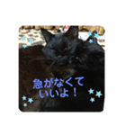 連絡ねこちゃん（個別スタンプ：5）