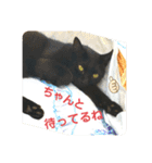 連絡ねこちゃん（個別スタンプ：8）
