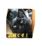 連絡ねこちゃん（個別スタンプ：9）