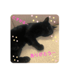 連絡ねこちゃん（個別スタンプ：15）