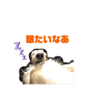 愛犬 塁ちゃんのスタンプ（個別スタンプ：1）