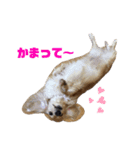 愛犬 塁ちゃんのスタンプ（個別スタンプ：2）