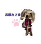 愛犬 塁ちゃんのスタンプ（個別スタンプ：3）